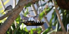 Hanging Bird bath