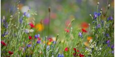 Wildflowers